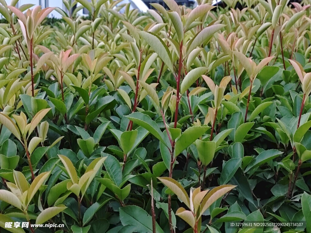 多彩叶片的植物景观