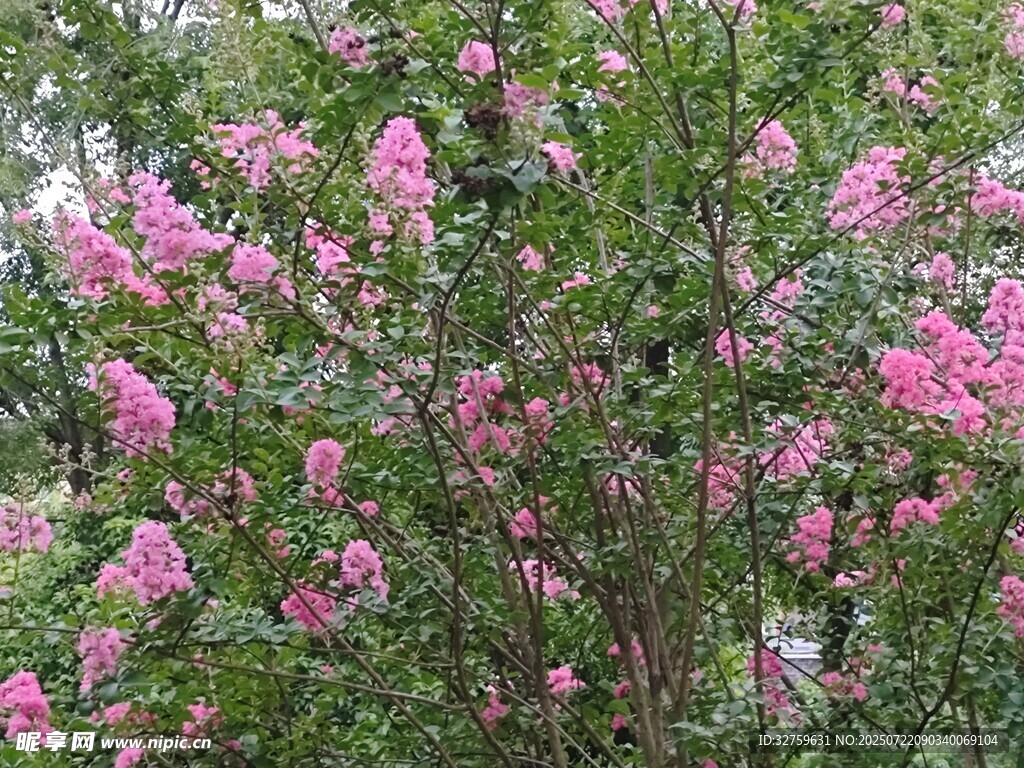 盛开的粉色紫薇花树