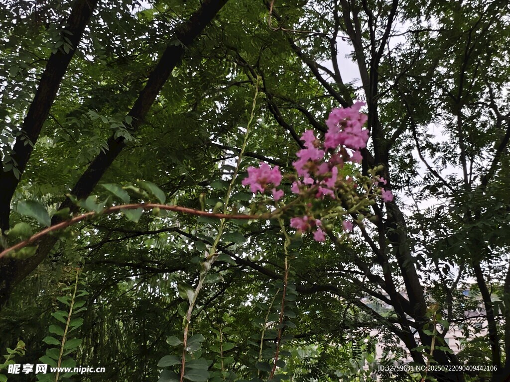 林间绽放的娇艳粉色花朵