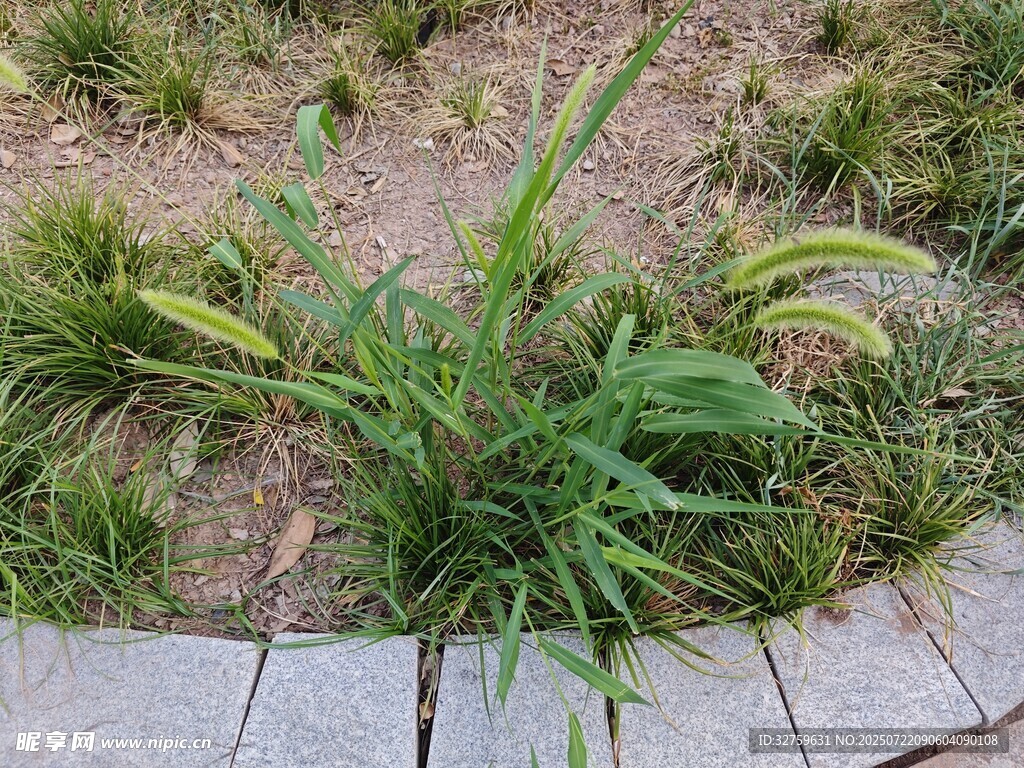 路边生长的绿色植物