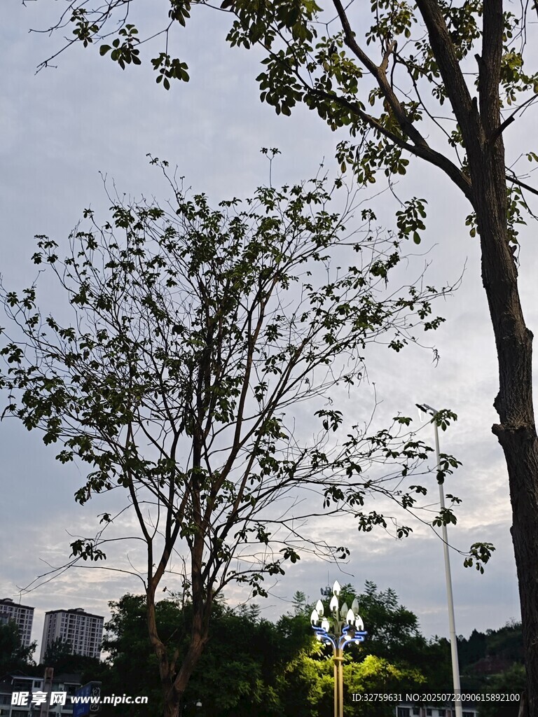 户外绿树与远处城市景观