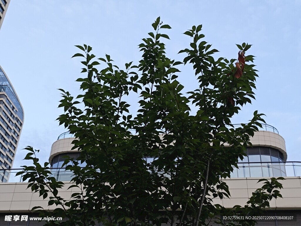 城市中茂盛的绿树