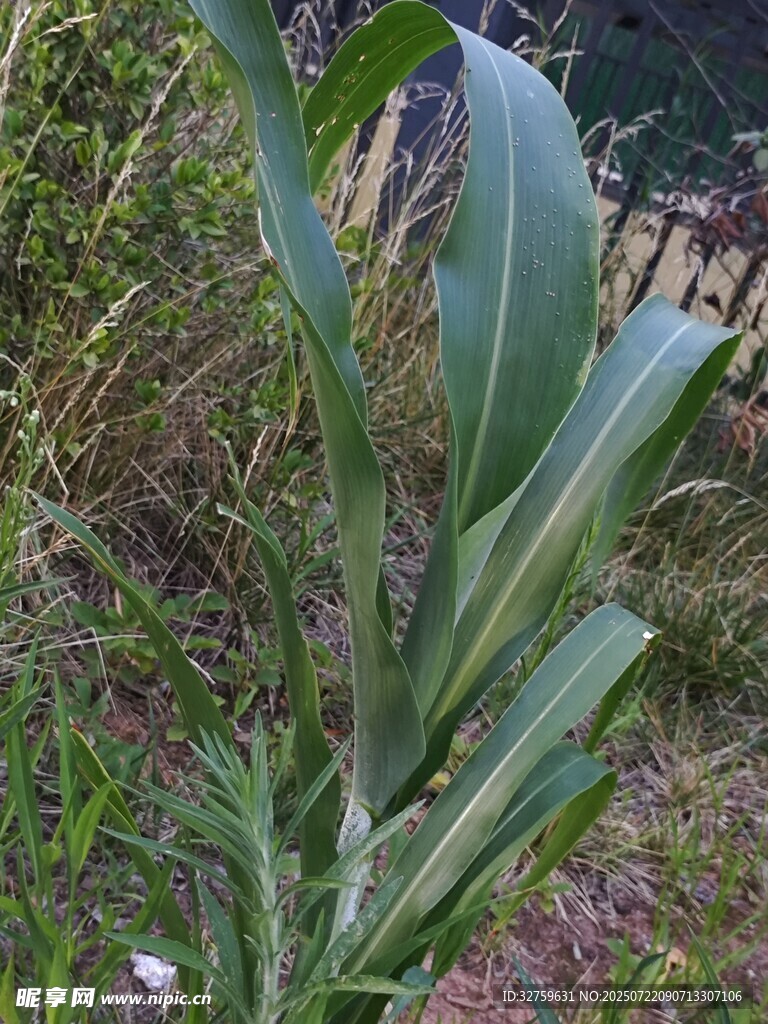 田间生长的高粱