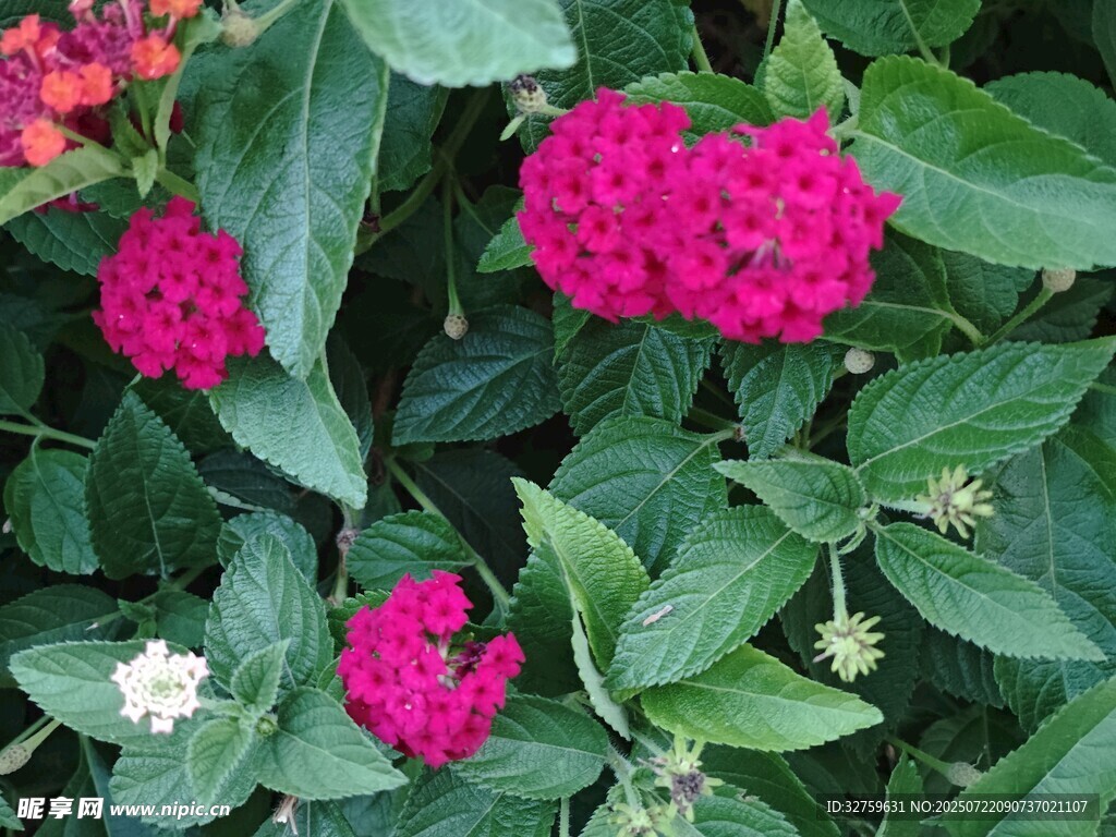 艳丽花丛中的多彩花卉