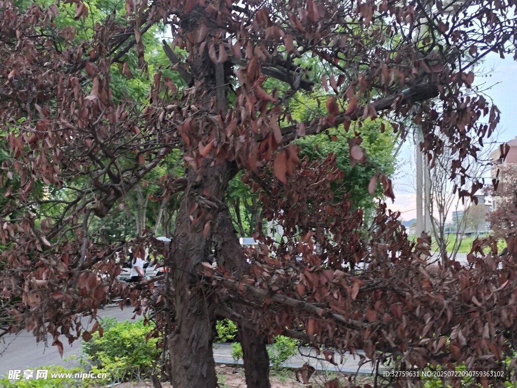 红叶树木