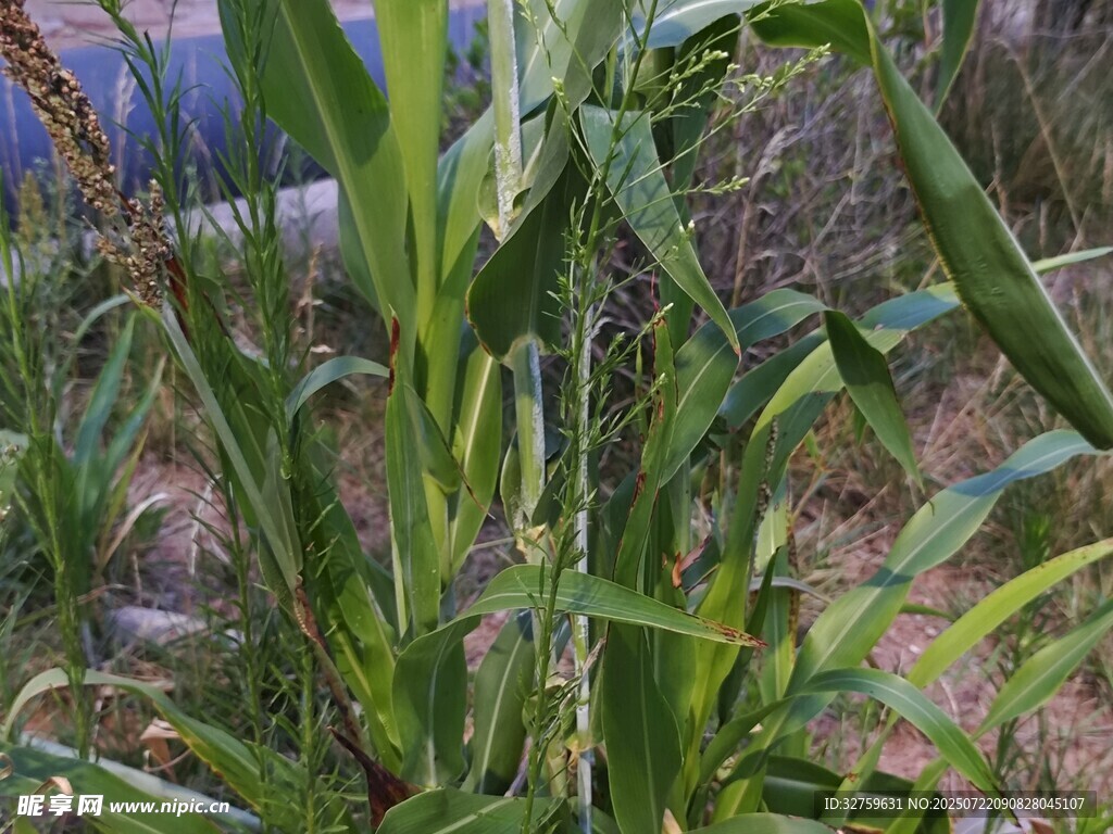 田间生长的高粱