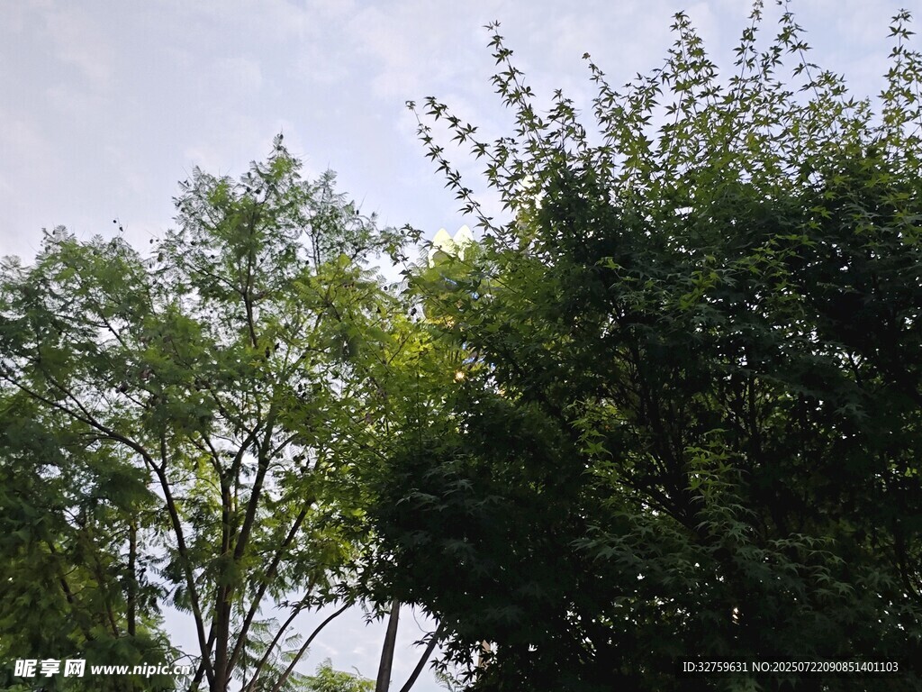 绿意盎然的繁茂树木