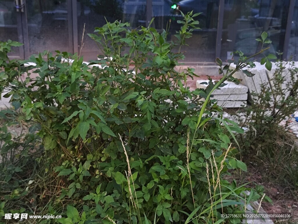 户外绿植景观