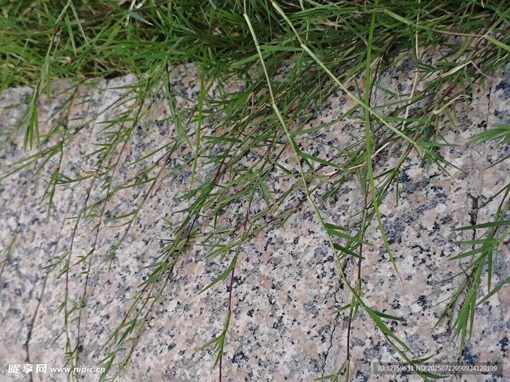 石缝中生长的嫩绿小草