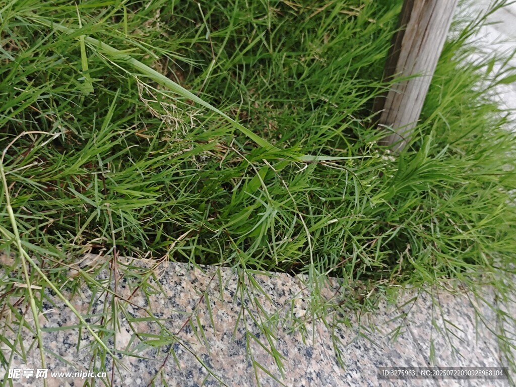 路边草地与灰色地面