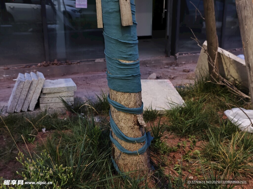 树干缠绕蓝色绑带的场景