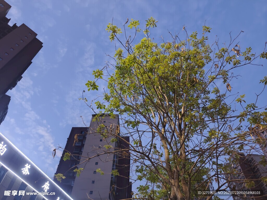 城市中挺立的绿树