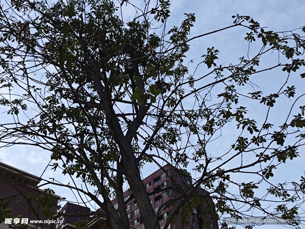 枝头绿叶繁茂的树木