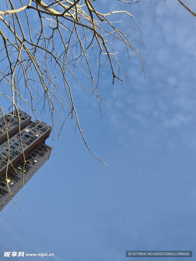 仰视古建筑与蓝天树枝