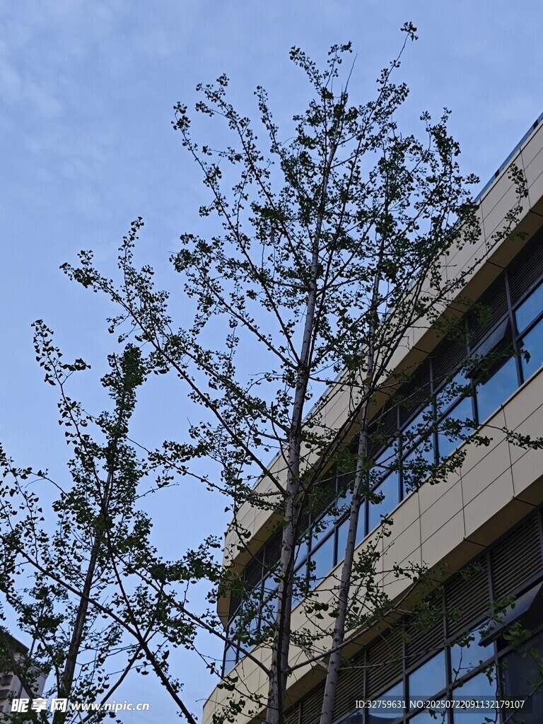 楼前树木与蓝天景致