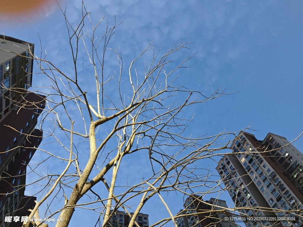 冬日枯树与高楼景象