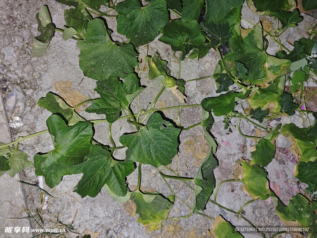 地面上的翠绿藤蔓植物