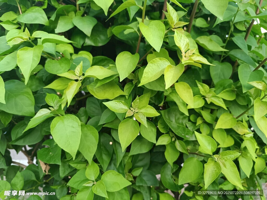 翠绿繁茂的植物叶片