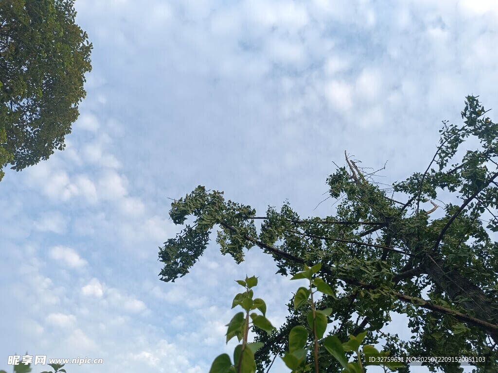 蓝天白云下的繁茂枝叶