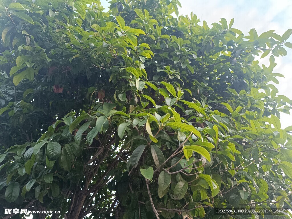 繁茂绿叶的生机景象