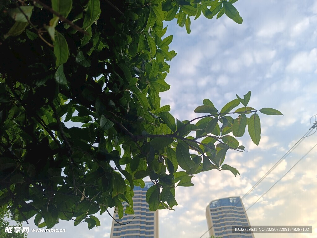 绿树掩映下的城市天际线