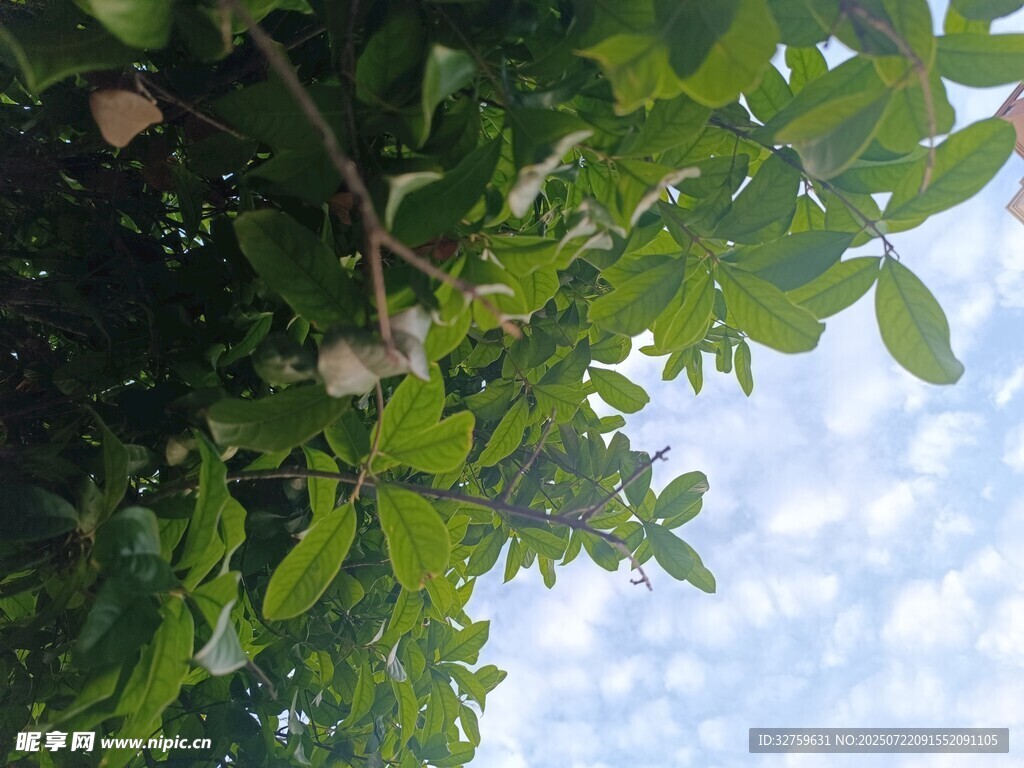 绿叶间的天空与植物