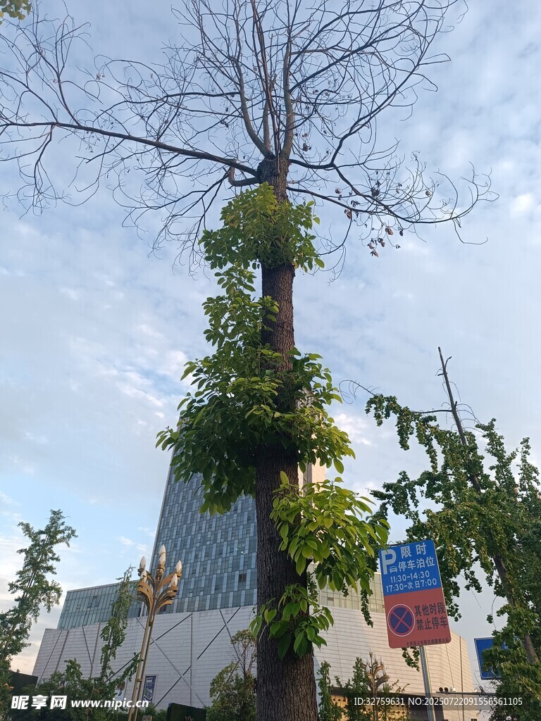 枯树与绿植共生景象
