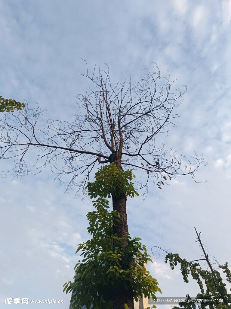枯树与繁茂枝叶对比