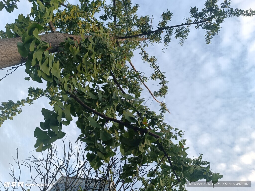 枝头绿叶映蓝天