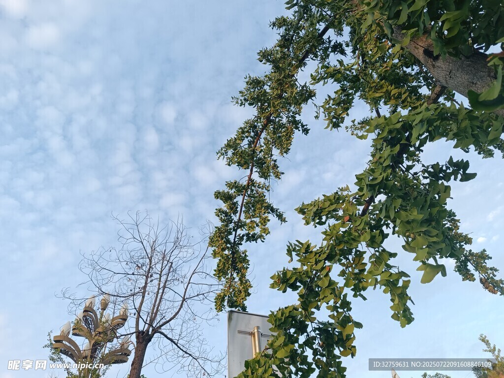 蓝天绿树间的自然景致