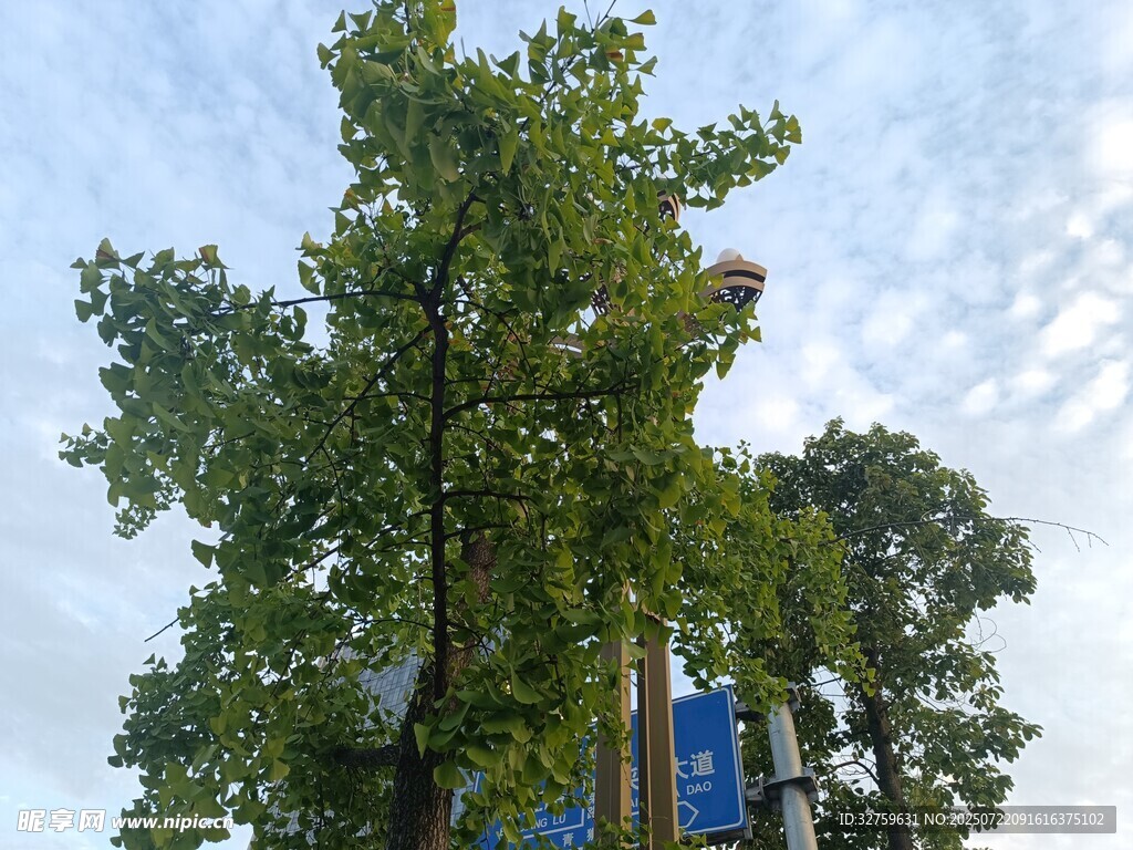 绿树蓝天间的城市景致
