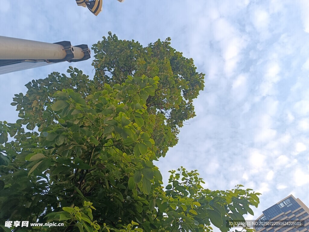 仰视绿树与城市建筑