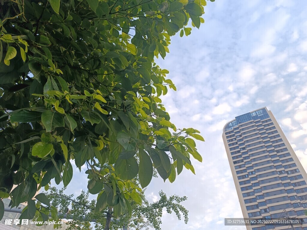绿叶映衬下的摩天大楼