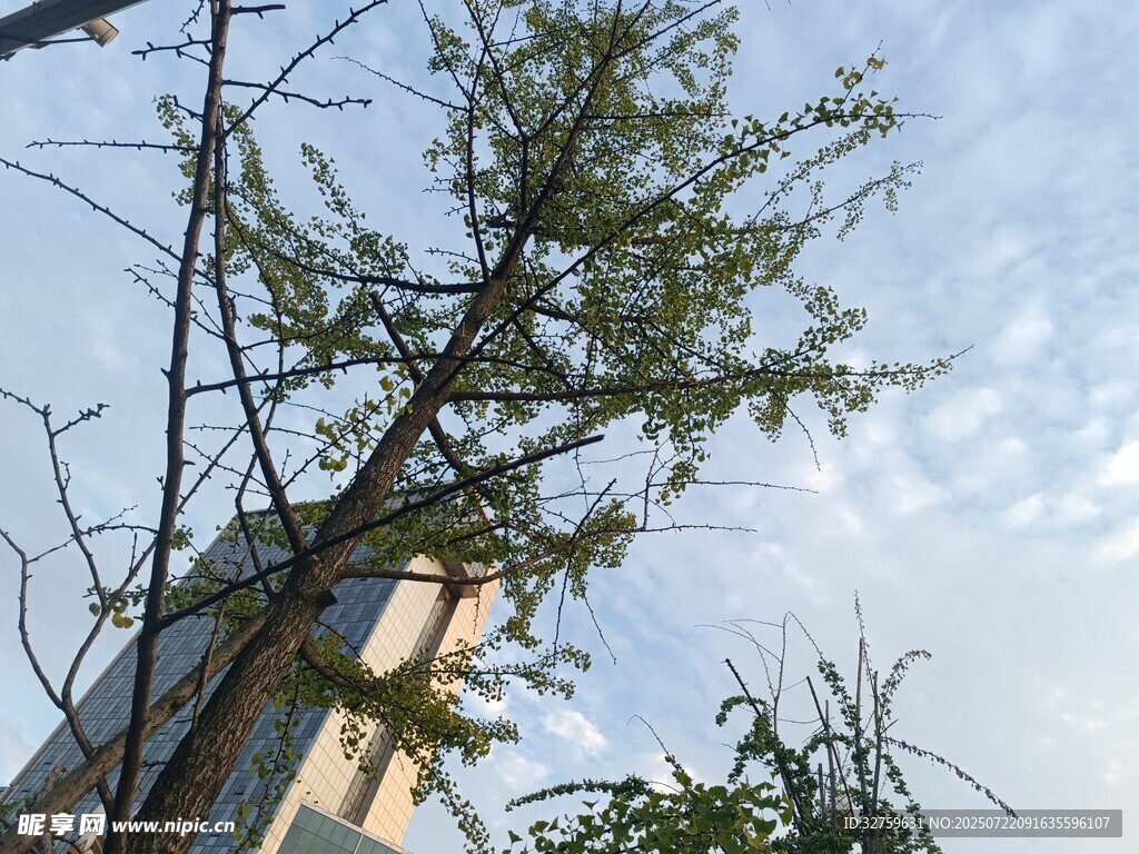蓝天绿树旁的高楼景象