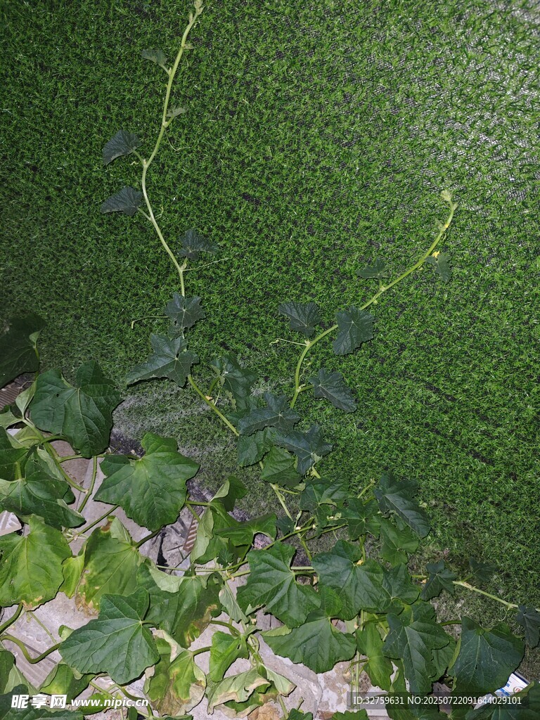 墙上攀爬的翠绿藤蔓植物