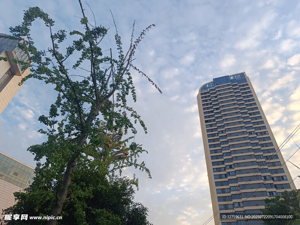 城市中高楼旁的绿树