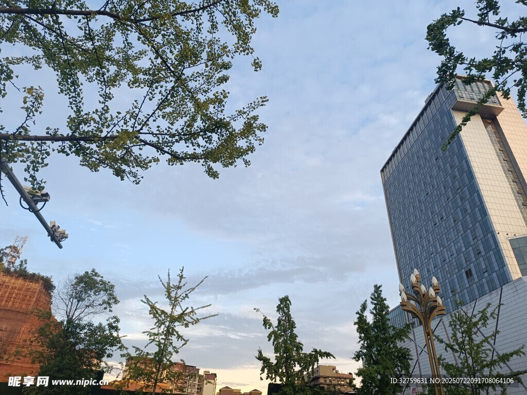城市建筑与树梢景致