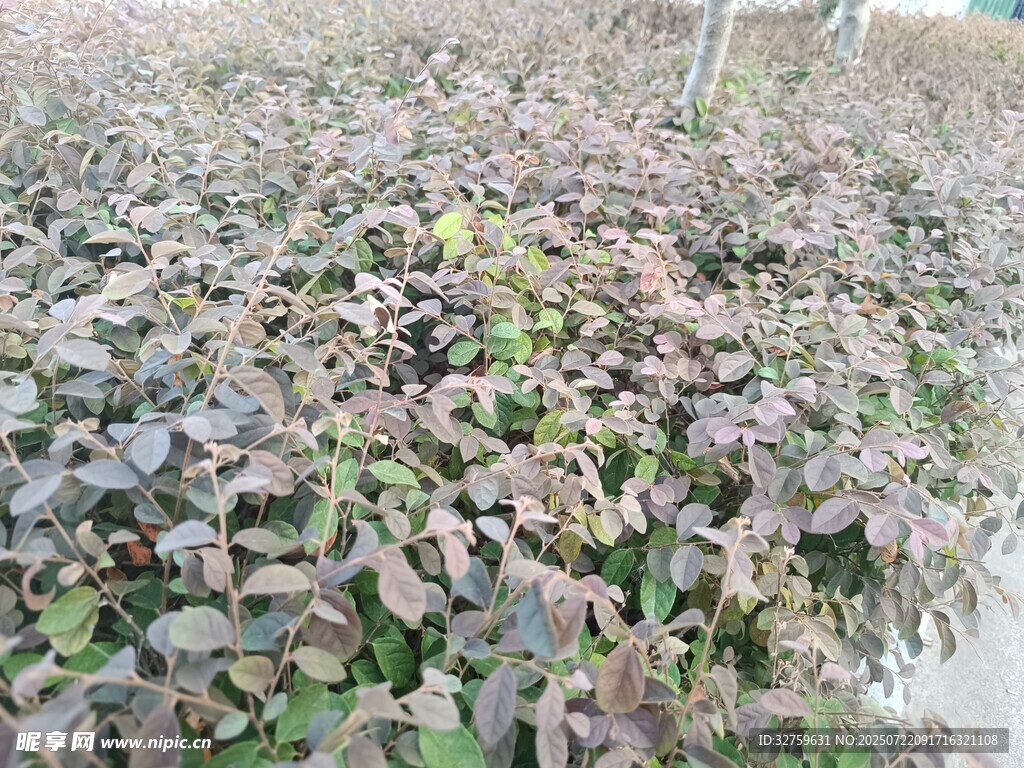 地面堆积的枯萎落叶
