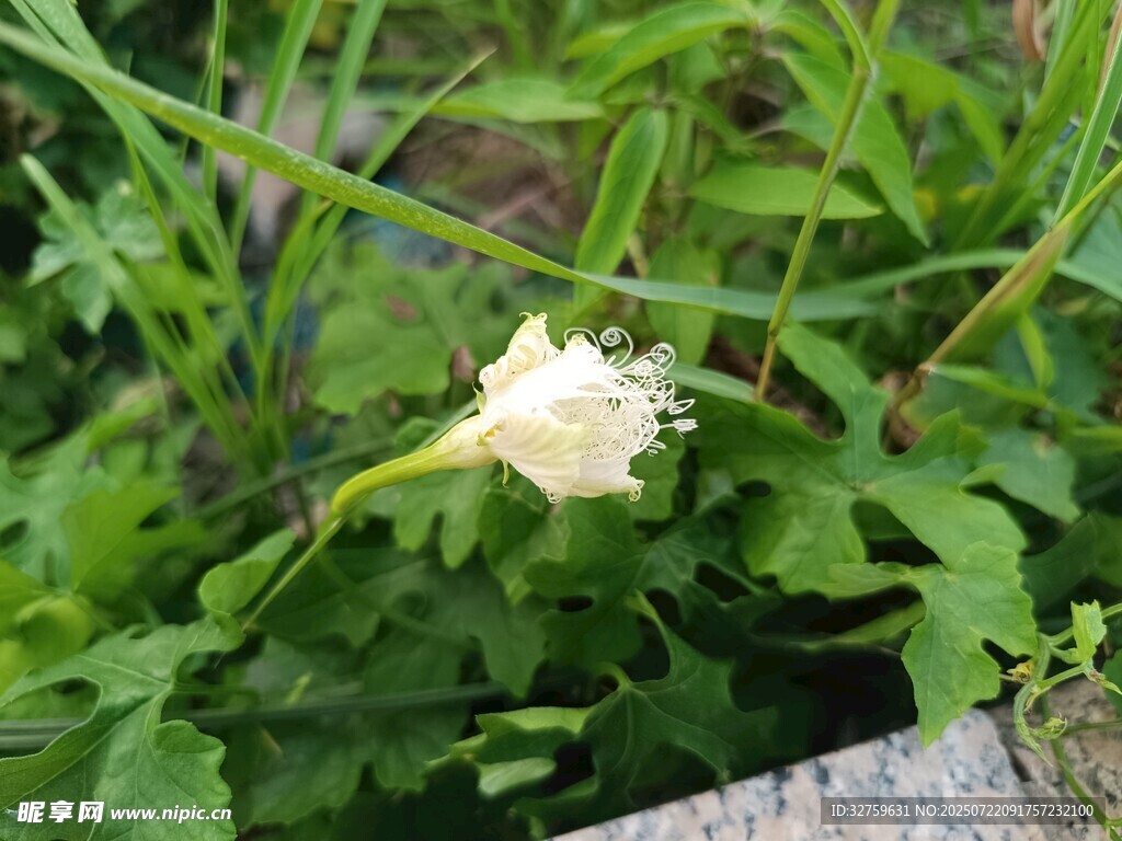 白色小花绽放于绿叶间