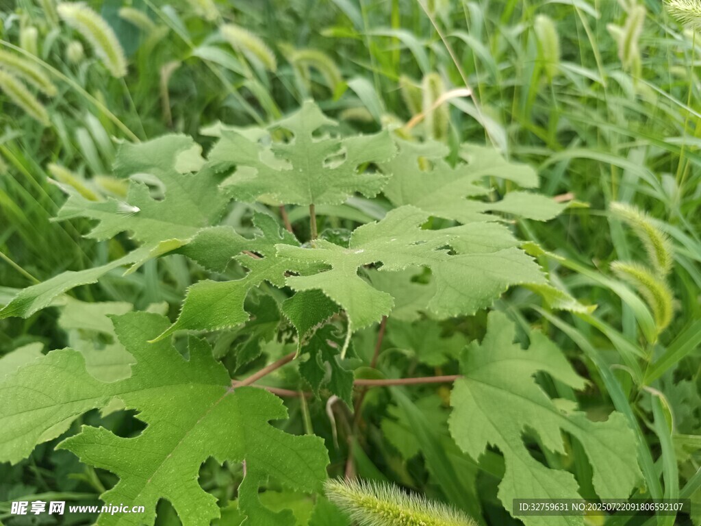 叶片布满孔洞的绿色植物
