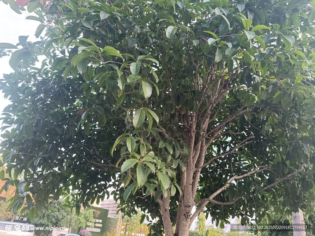 茂盛的果树