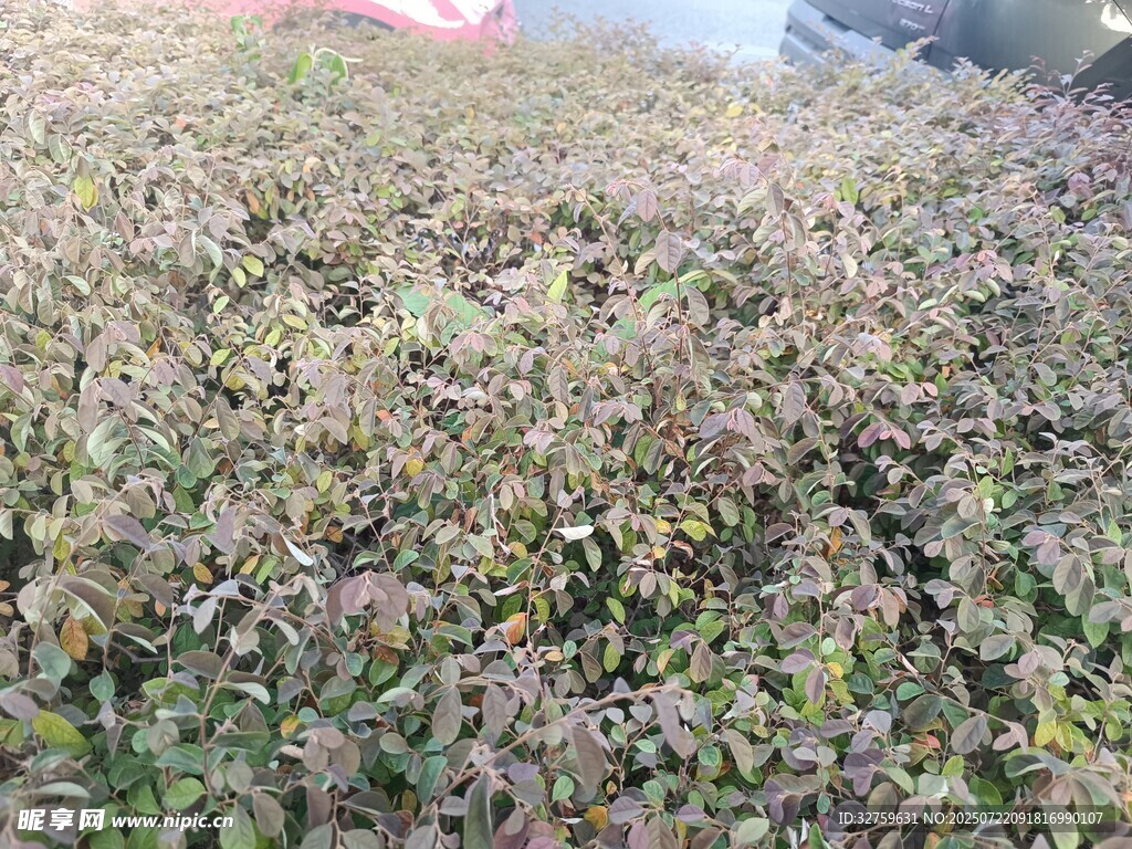 繁茂绿植景观