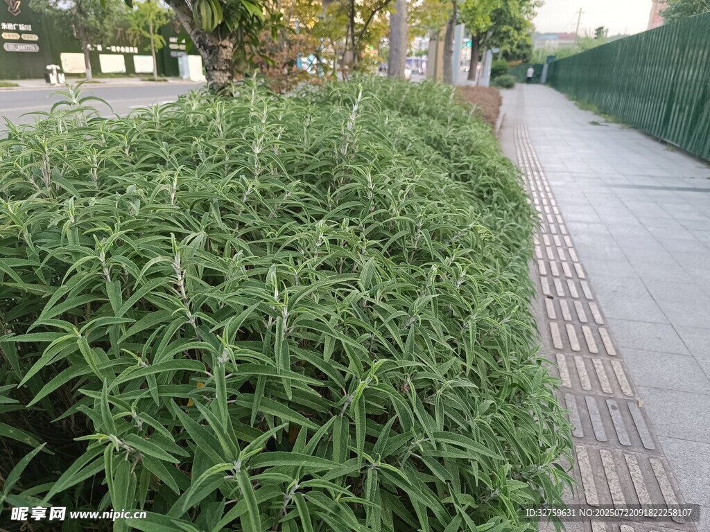 路边翠绿茂盛的灌木丛