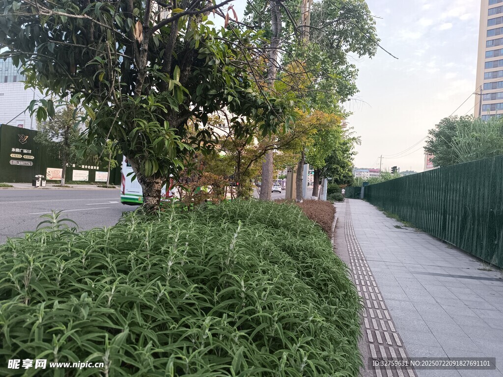 城市街边绿植景观