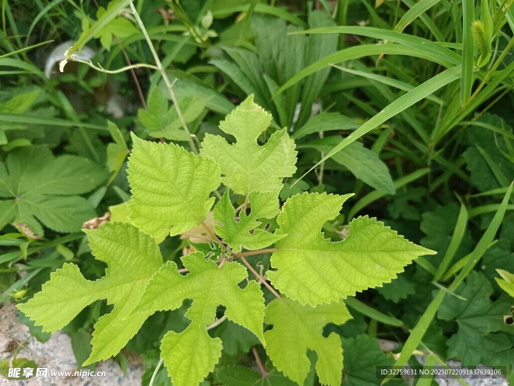 绿叶植物于草丛中绽放