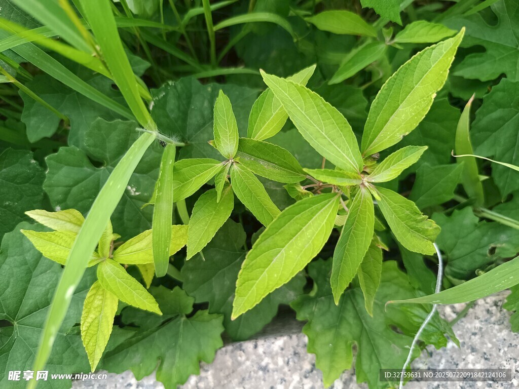 嫩绿叶片生机盎然的植物