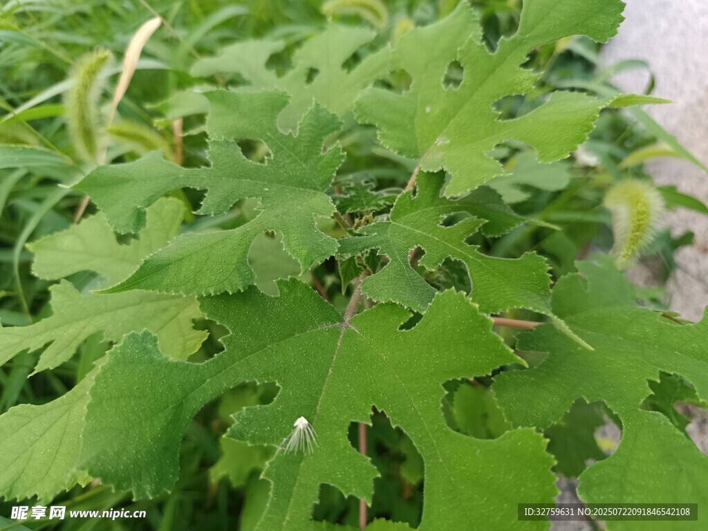 嫩绿锯齿状叶片植物特写
