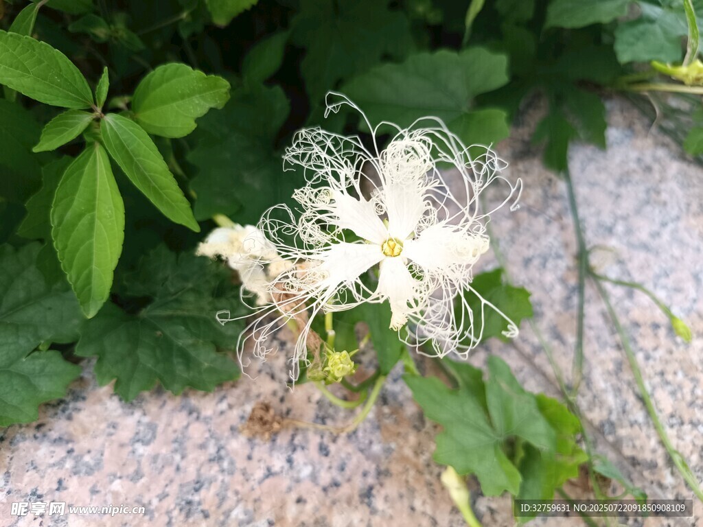 白色铁线莲绽放于石旁