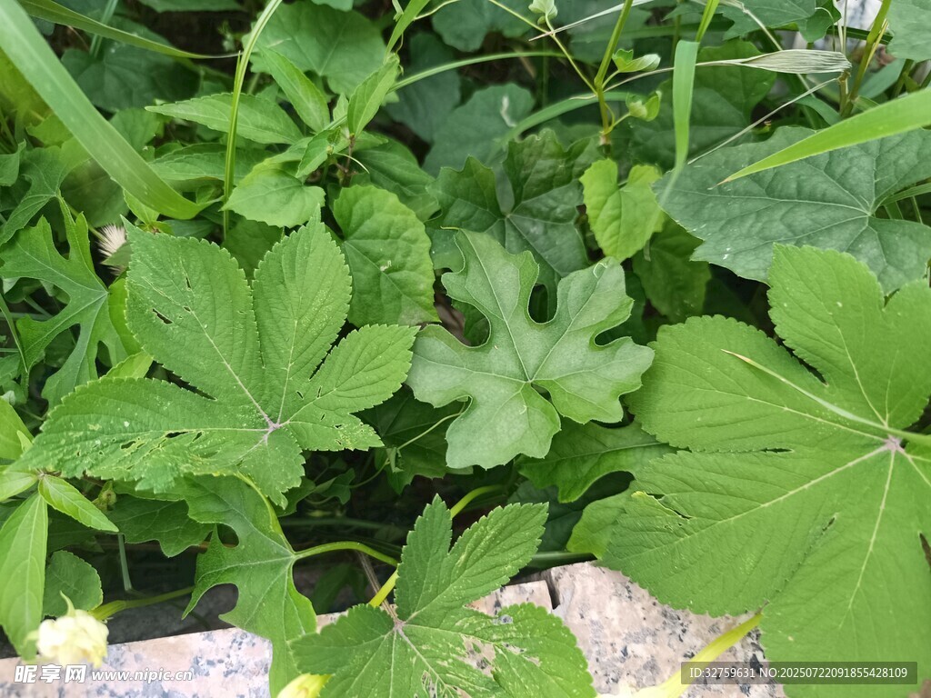 绿叶植物特写