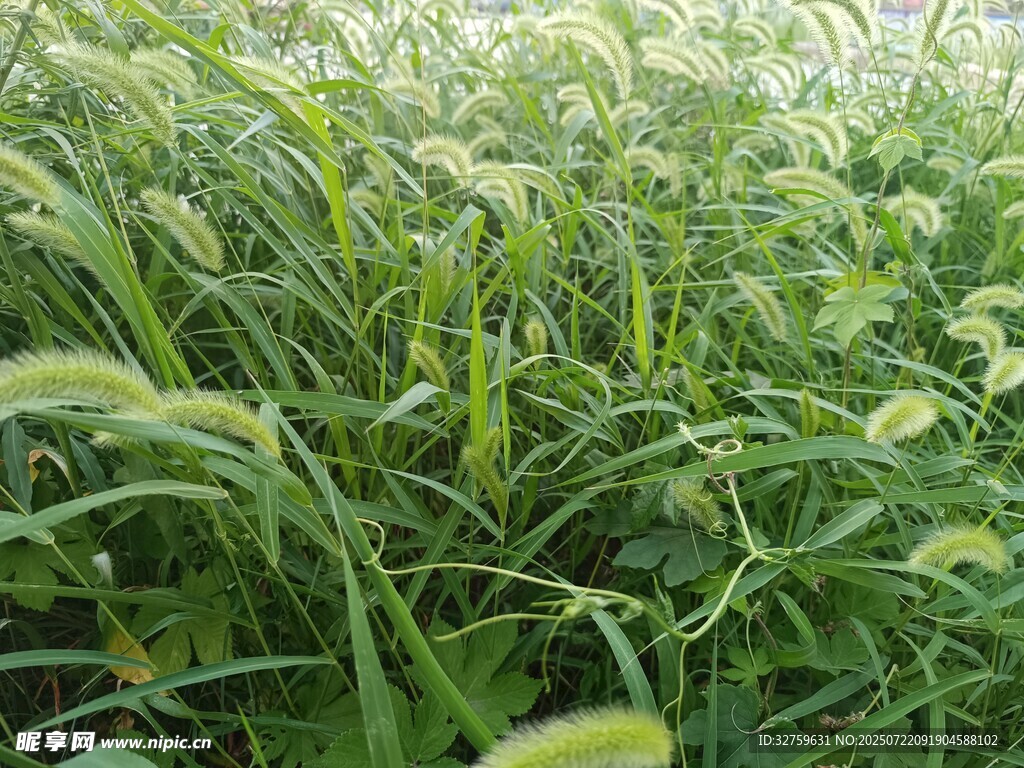 茂盛的绿色草地